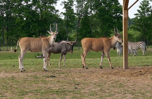 Town of Sullivan RV Rental | Scimitar Oryx Luxury Tent 7