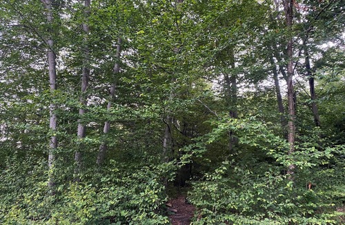 Day Cabin | Soothing cabin at Great sacandaga lake come enjoy the peace in a rural area.