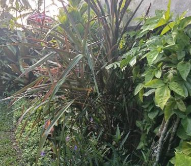 Bongkasa Pertiwi Villa | villa joglo
