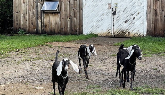 Barn stay with dairy goats! Your clean cozy spot in the barn is waiting for you