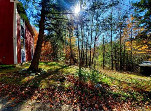 Fiddlehead Greens