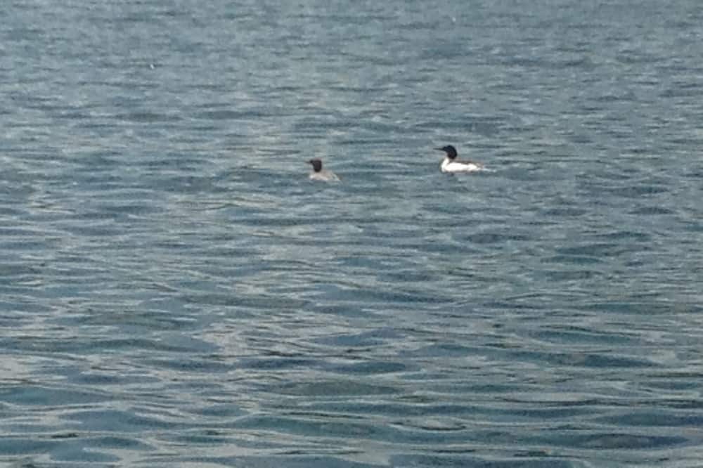 Photo of Others in Silver Bay