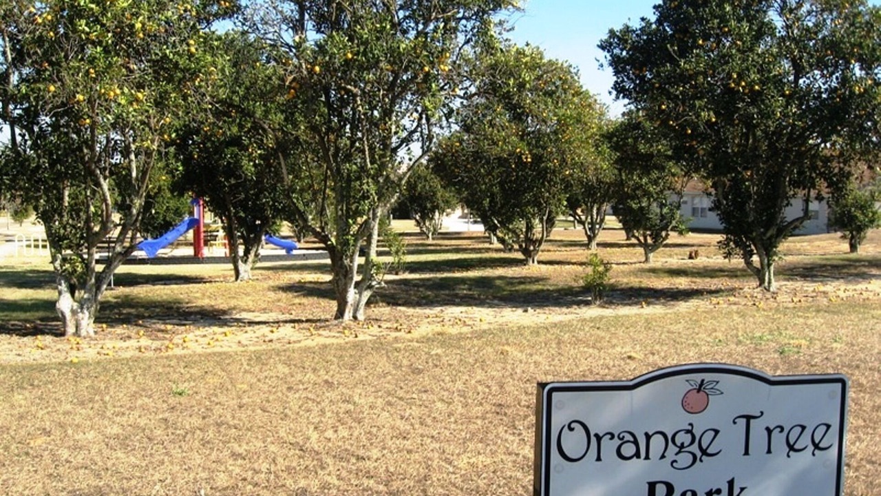 Photo of Others in Orange Tree
