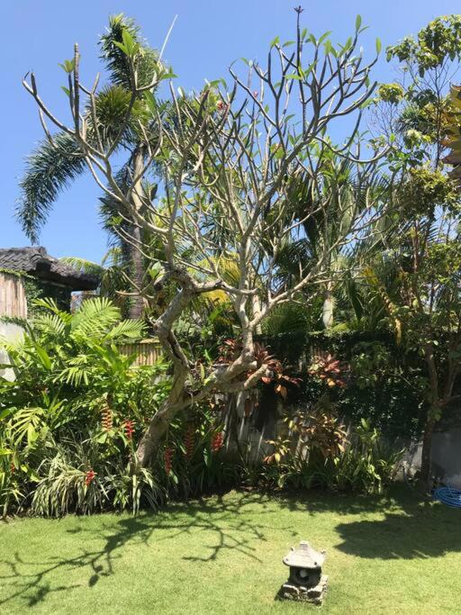 Photo of Outdoor in Berawa