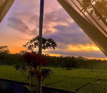 Taro Villa | Kasuari villa